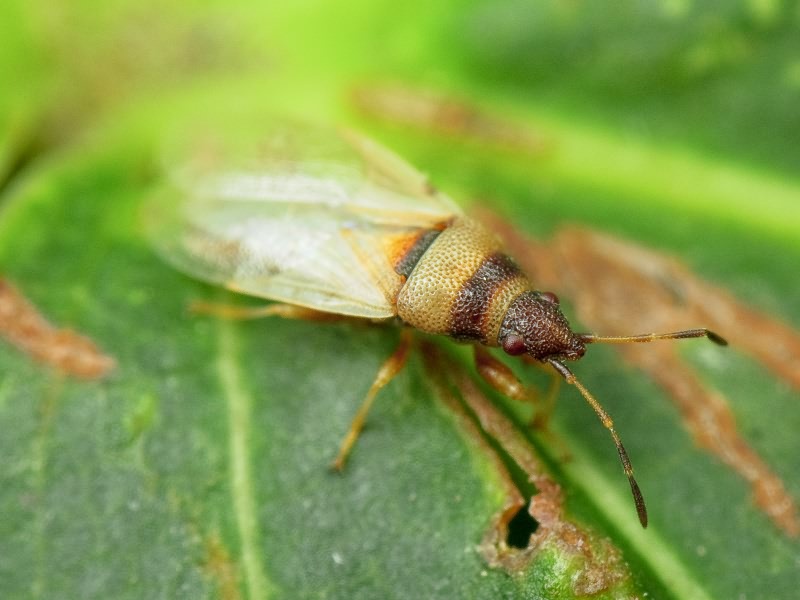 Oxycarenus (Euoxycarenus) pallens (Herrich-Schäffer, 1850)
